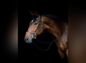 Belgijski koń gorącokrwisty, Wałach, 7 lat, 172 cm, Gniada
