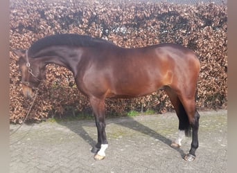 Belgijski koń gorącokrwisty, Wałach, 7 lat, 175 cm, Ciemnogniada