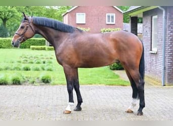 Belgijski koń gorącokrwisty, Wałach, 7 lat, 175 cm, Ciemnogniada