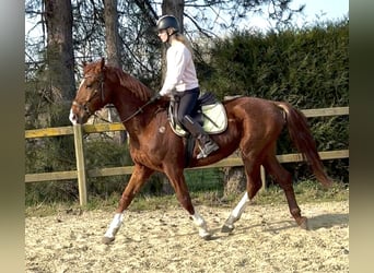 Belgijski koń gorącokrwisty, Wałach, 8 lat, 160 cm, Kasztanowata