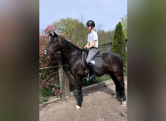 Belgijski koń gorącokrwisty, Wałach, 8 lat, 168 cm, Ciemnogniada