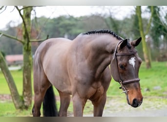 Belgijski koń gorącokrwisty, Wałach, 8 lat, 168 cm, Gniada