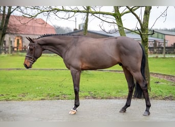 Belgijski koń gorącokrwisty, Wałach, 8 lat, 168 cm, Gniada