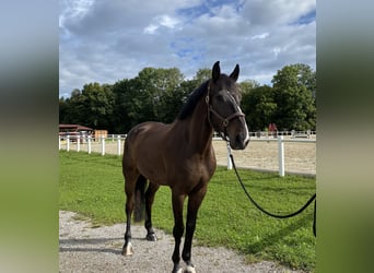 Belgijski koń gorącokrwisty, Wałach, 8 lat, 175 cm, Ciemnogniada