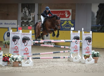 Belgijski koń gorącokrwisty, Wałach, 8 lat, 175 cm, Gniada