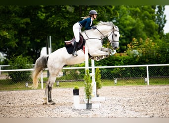 Belgijski koń gorącokrwisty, Wałach, 8 lat, 175 cm, Siwa