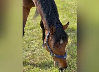 Belgijski koń gorącokrwisty, Wałach, 8 lat, 176 cm, Ciemnogniada