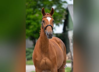 Belgijski koń gorącokrwisty, Nieznany, Zygota
