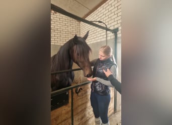 Belgijski koń sportowy, Klacz, 10 lat, 160 cm, Ciemnogniada