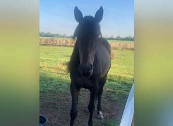 Belgijski koń sportowy, Klacz, 10 lat, 160 cm, Ciemnogniada