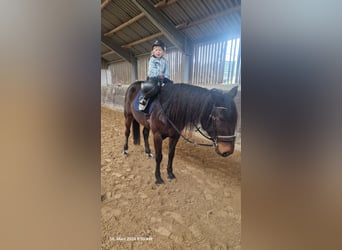 Belgijski koń sportowy, Klacz, 10 lat, 160 cm, Ciemnogniada