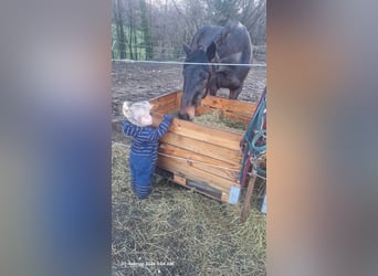 Belgijski koń sportowy, Klacz, 10 lat, 160 cm, Ciemnogniada