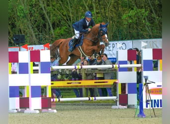 Belgijski koń sportowy, Klacz, 10 lat, 160 cm, Kasztanowata