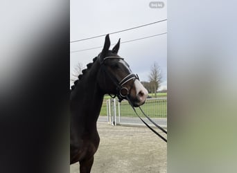 Belgijski koń sportowy, Klacz, 10 lat, 166 cm, Gniada