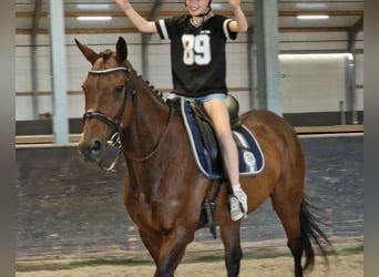 Belgijski koń sportowy Mix, Klacz, 11 lat, 161 cm, Gniada