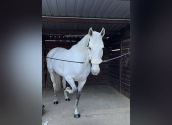 Belgijski koń sportowy, Klacz, 11 lat, 165 cm, Siwa