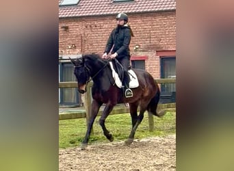 Belgijski koń sportowy, Klacz, 13 lat, 160 cm, Ciemnogniada