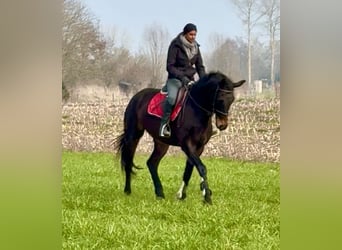 Belgijski koń sportowy, Klacz, 13 lat, 160 cm, Ciemnogniada