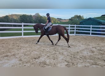 Belgijski koń sportowy, Klacz, 13 lat, 173 cm, Kasztanowata