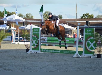 Belgijski koń sportowy, Klacz, 14 lat, 164 cm, Gniada