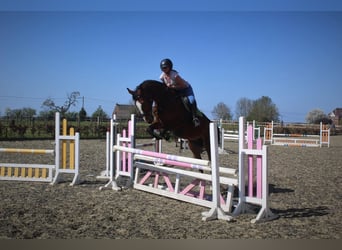 Belgijski koń sportowy, Klacz, 14 lat, Gniada