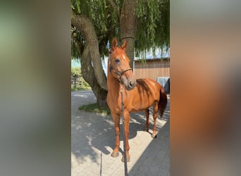 Belgijski koń sportowy Mix, Klacz, 14 lat, Kasztanowata