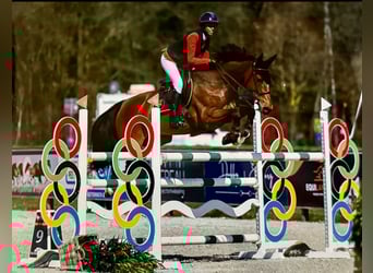 Belgijski koń sportowy, Klacz, 16 lat, 162 cm, Gniada