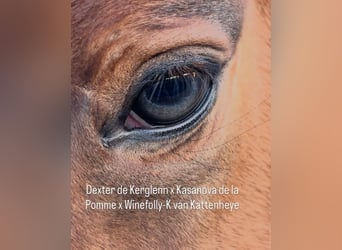 Belgijski koń sportowy, Klacz, 1 Rok, Ciemnogniada