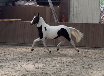 Belgijski koń sportowy, Klacz, 2 lat, 153 cm, Srokata