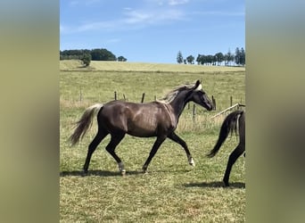 Belgijski koń sportowy Mix, Klacz, 2 lat, 158 cm