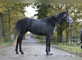 Belgijski koń sportowy, Klacz, 4 lat, 162 cm, Siwa