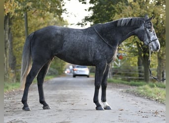 Belgijski koń sportowy, Klacz, 4 lat, 162 cm, Siwa