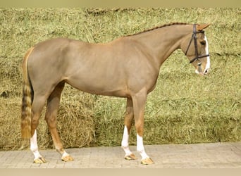 Belgijski koń sportowy, Klacz, 4 lat, 166 cm, Kasztanowata