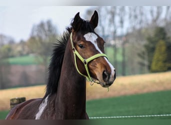 Belgijski koń sportowy, Klacz, 4 lat, 170 cm, Gniada