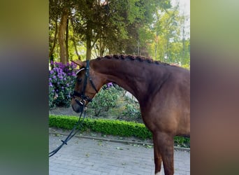 Belgijski koń sportowy, Klacz, 4 lat, 173 cm, Kasztanowata