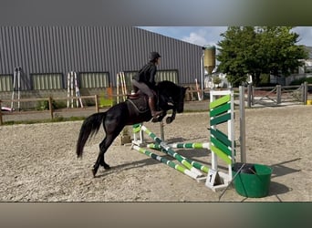 Belgijski koń sportowy, Klacz, 5 lat, 144 cm, Kara