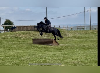 Belgijski koń sportowy, Klacz, 5 lat, 144 cm, Kara