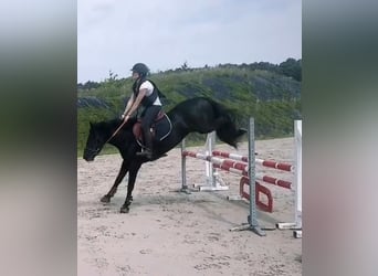Belgijski koń sportowy, Klacz, 5 lat, 145 cm, Kara
