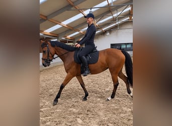 Belgijski koń sportowy, Klacz, 5 lat, 150 cm, Jasnogniada