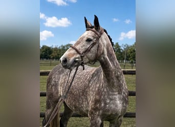 Belgijski koń sportowy, Klacz, 5 lat, 162 cm, Siwa