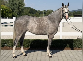 Belgijski koń sportowy, Klacz, 5 lat, 165 cm, Siwa jabłkowita
