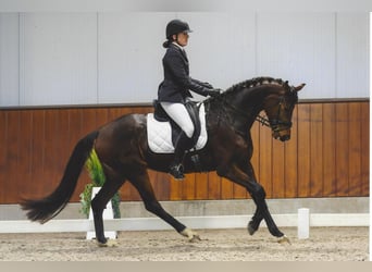 Belgijski koń sportowy, Klacz, 5 lat, 168 cm, Ciemnogniada