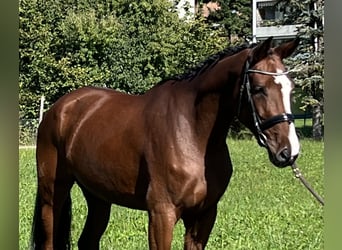 Belgijski koń sportowy, Klacz, 5 lat, 168 cm, Gniada