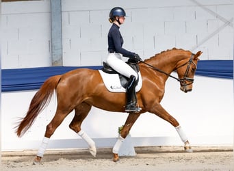 Belgijski koń sportowy, Klacz, 6 lat, 161 cm, Ciemnokasztanowata