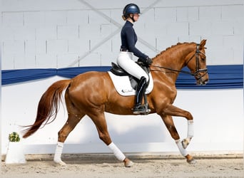 Belgijski koń sportowy, Klacz, 6 lat, 161 cm, Ciemnokasztanowata