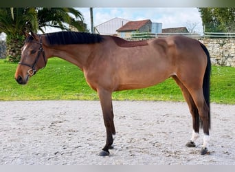 Belgijski koń sportowy, Klacz, 6 lat, 163 cm, Gniada