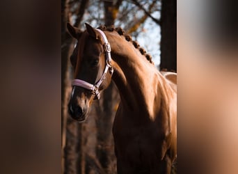 Belgijski koń sportowy, Klacz, 6 lat, 164 cm, Ciemnokasztanowata