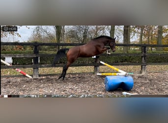 Belgijski koń sportowy, Klacz, 6 lat, 164 cm, Gniada
