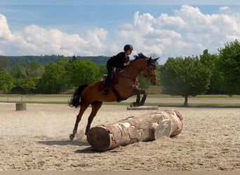 Belgijski koń sportowy, Klacz, 6 lat, 171 cm, Gniada