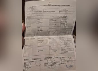 Belgijski koń sportowy, Klacz, 9 lat, 168 cm, Ciemnokasztanowata